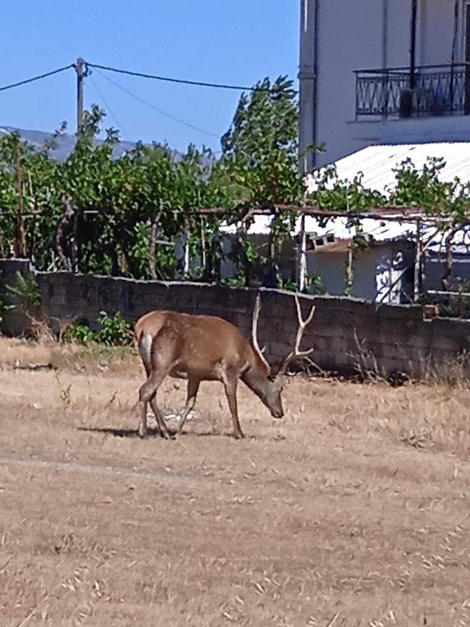 דירות אקרנאי Το Μικρό Σπίτι Στη Φάρμα! חדר תמונה